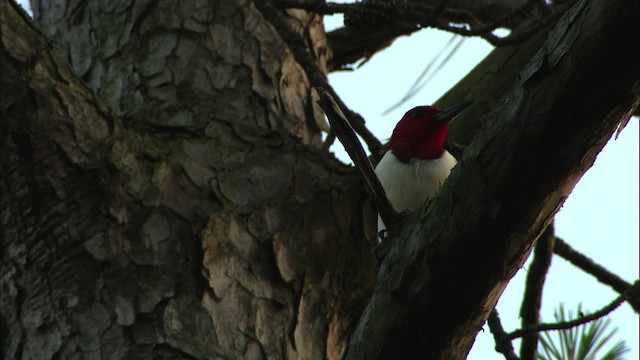 Pic à tête rouge - ML466852