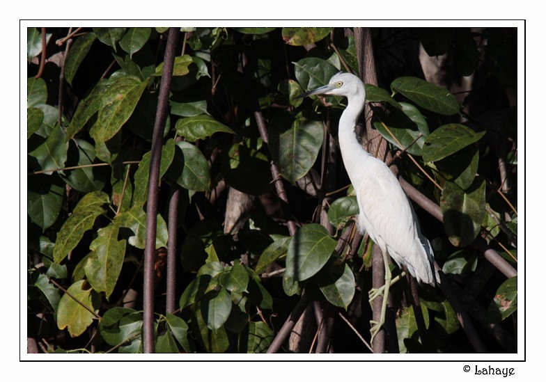 Aigrette bleue - ML46685281