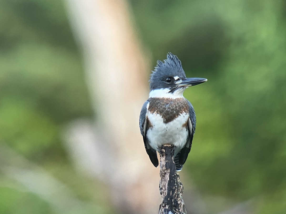 Belted Kingfisher - Larry Therrien