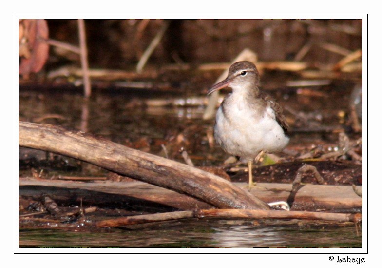 Spotted Sandpiper - CELINE LAHAYE