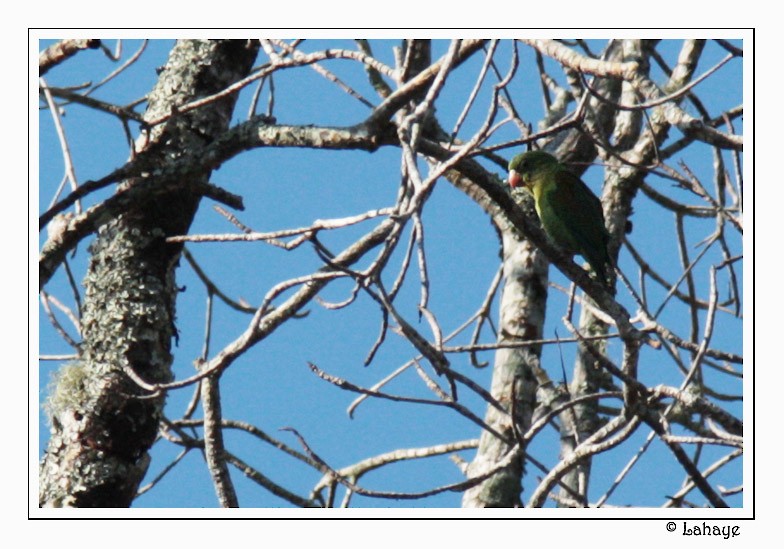 Amazone poudrée - ML46685471