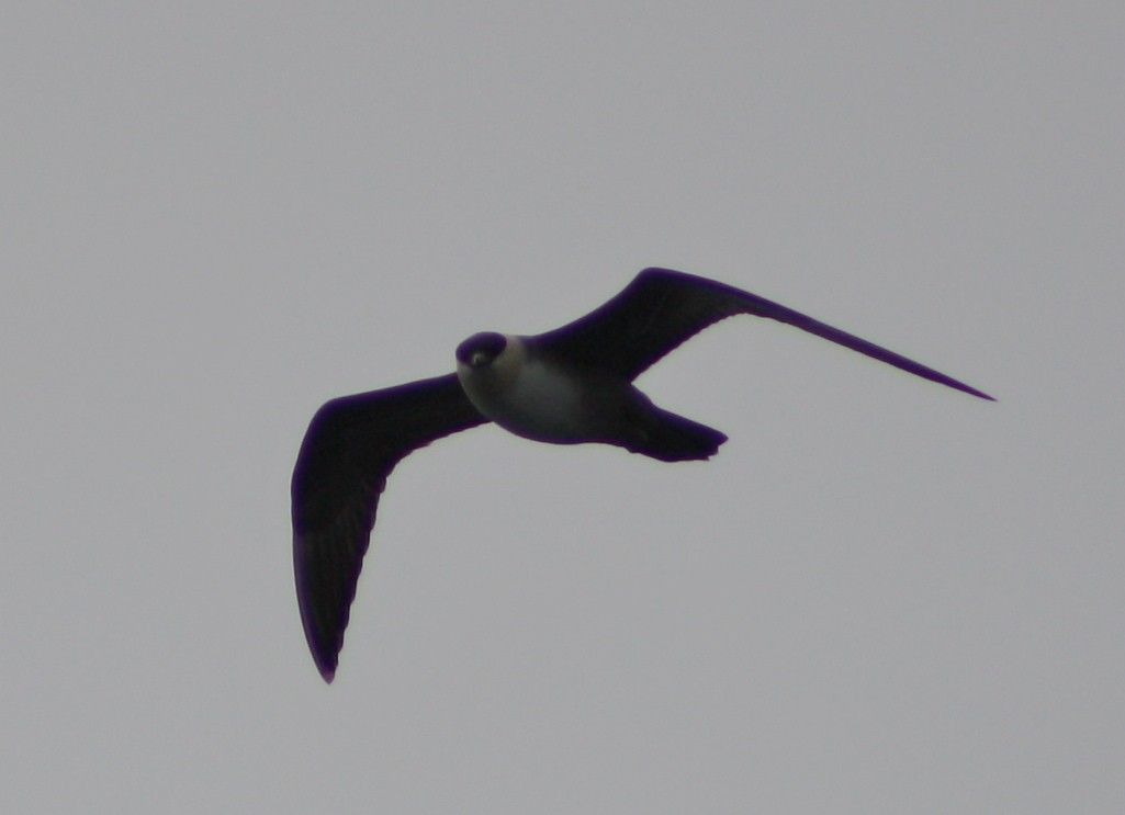 Long-tailed Jaeger - ML466854931