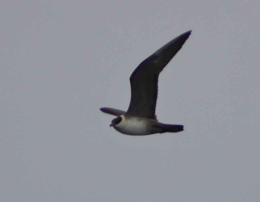 Long-tailed Jaeger - ML466854941