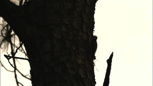 Red-cockaded Woodpecker - ML466855