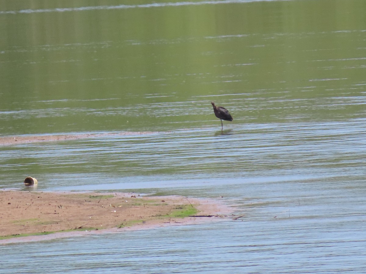 Glossy Ibis - ML466855181
