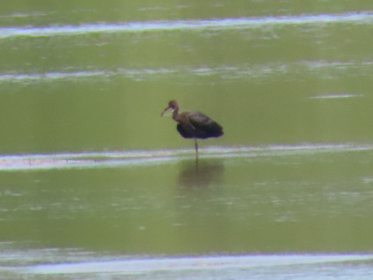 Glossy Ibis - ML466855221