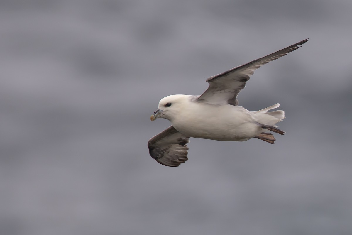 Northern Fulmar - ML466855741