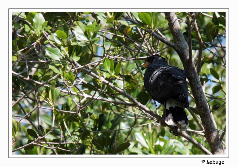 Common Black Hawk - ML46685611