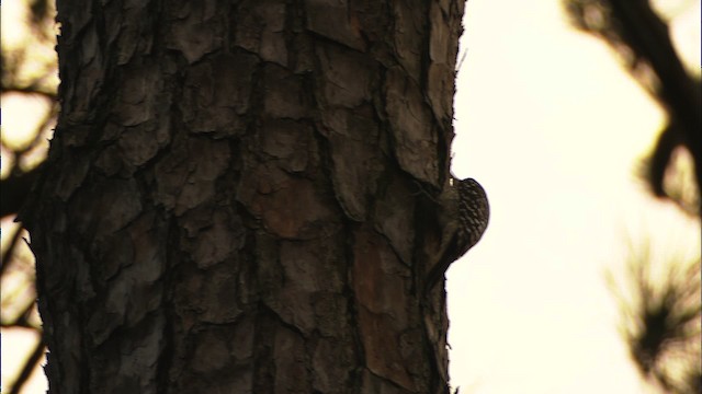 Red-cockaded Woodpecker - ML466857