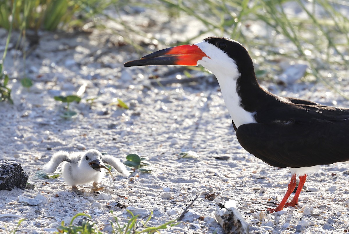 Black Skimmer - ML466857841