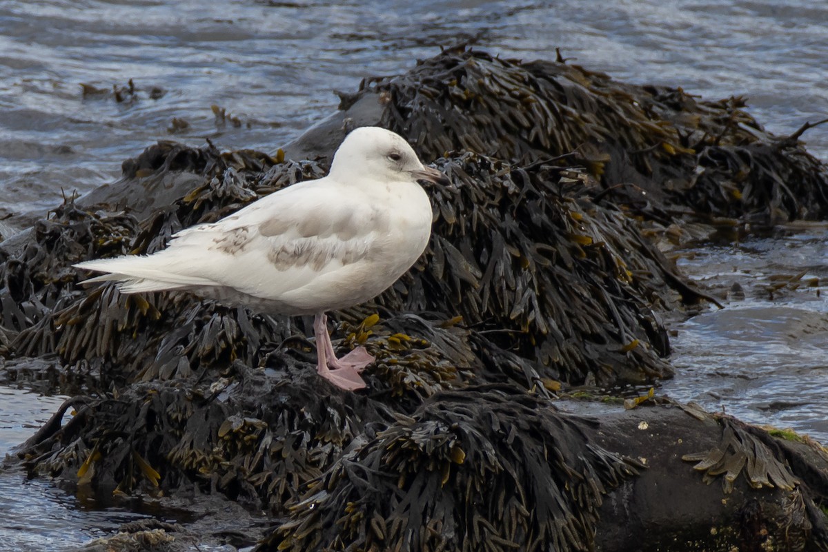 Iceland Gull - ML466858051