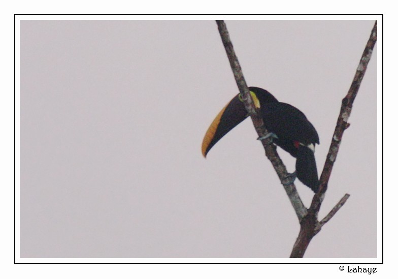 Yellow-throated Toucan - ML46685811