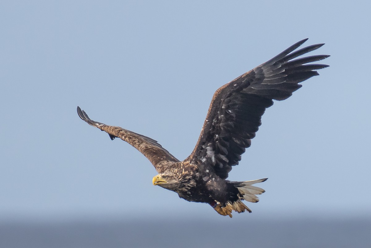 orel mořský - ML466858561