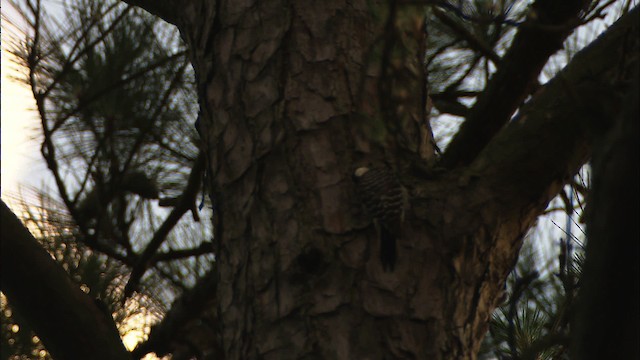 Red-cockaded Woodpecker - ML466859