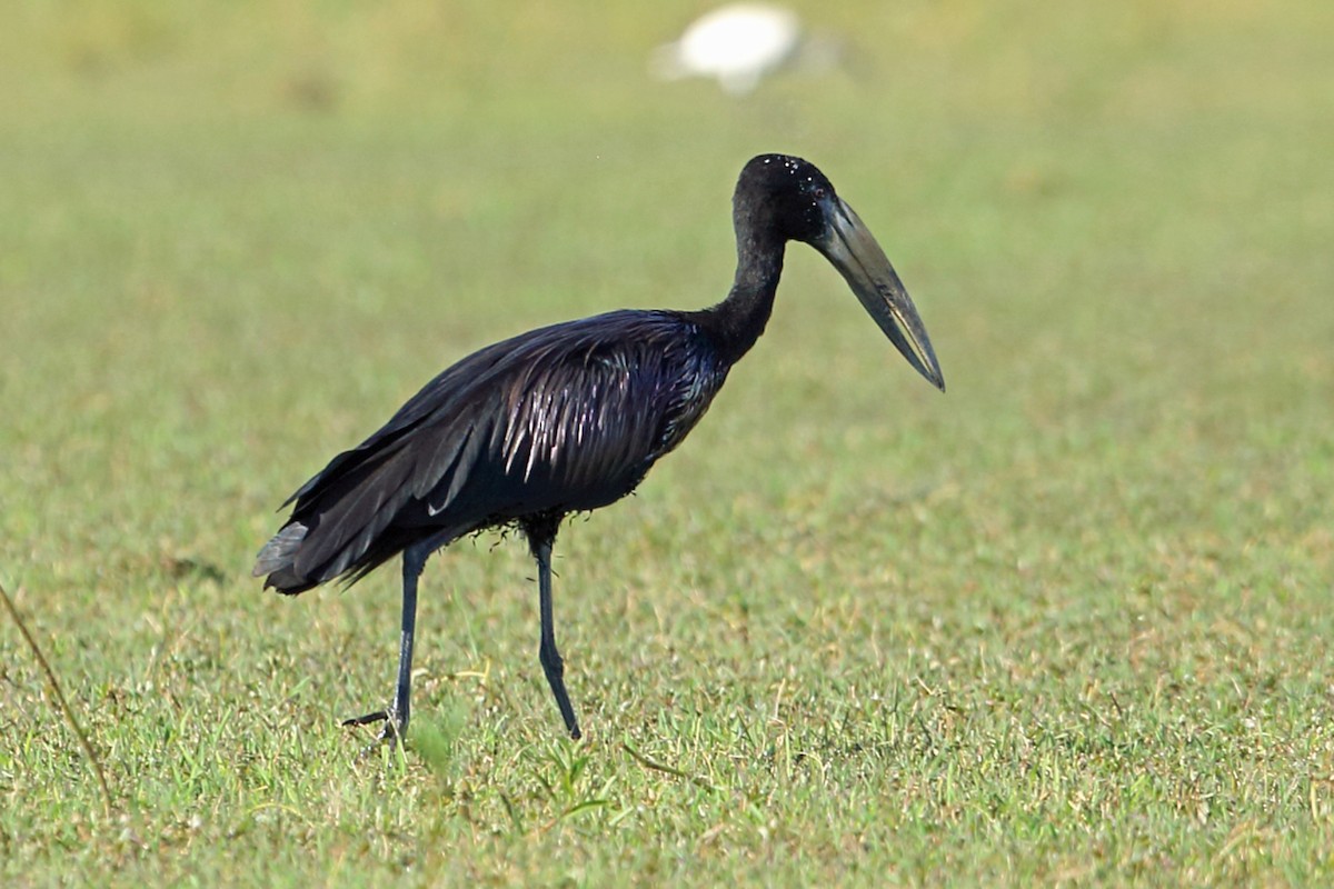 African Openbill - ML46685901