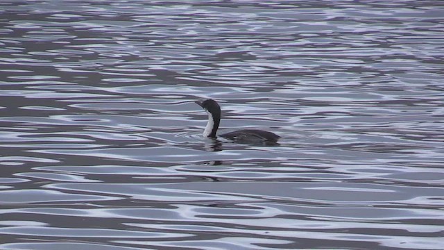 South Georgia Shag - ML466859361