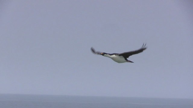 Cormorán de Georgia - ML466860091