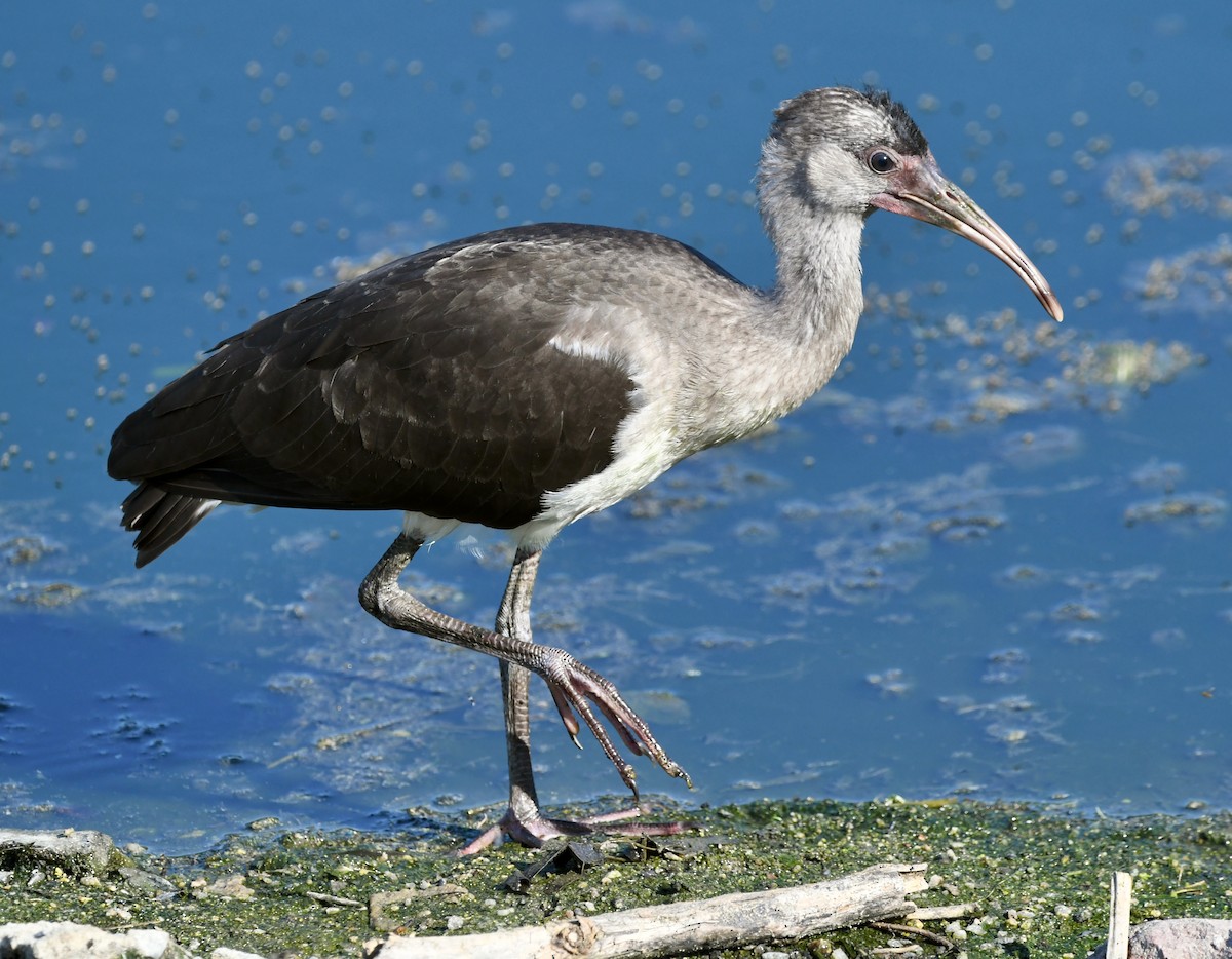 White Ibis - ML466860191