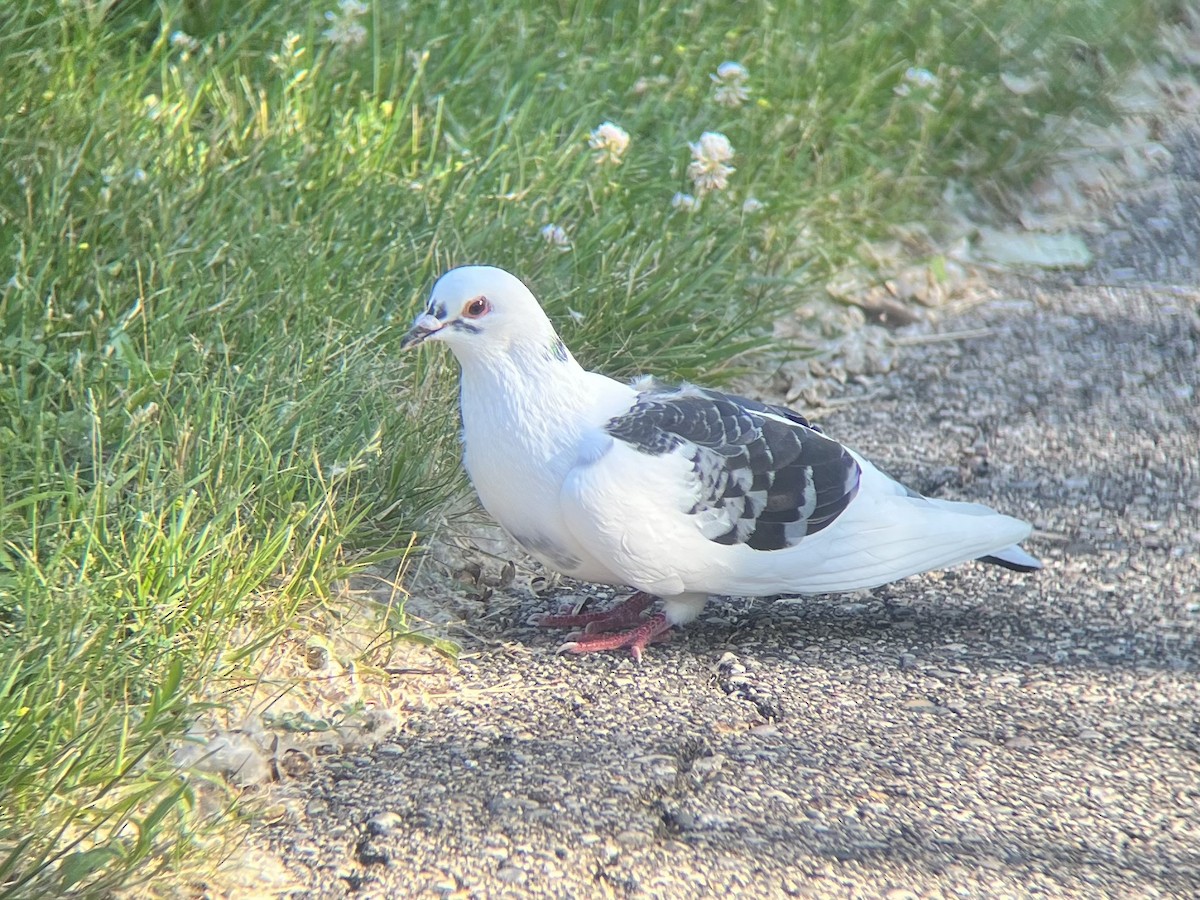 Pigeon biset (forme domestique) - ML466860481