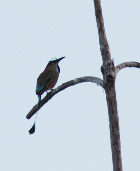 Turquoise-browed Motmot - ML46686061