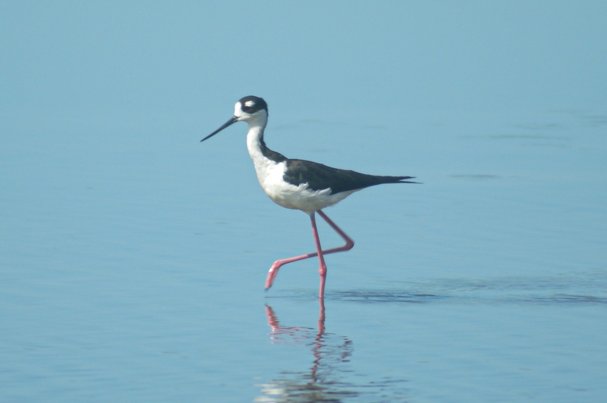 Black-necked Stilt - ML466861281