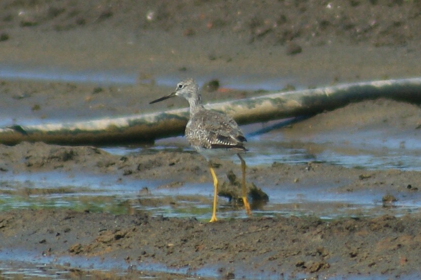 Greater Yellowlegs - ML466861601