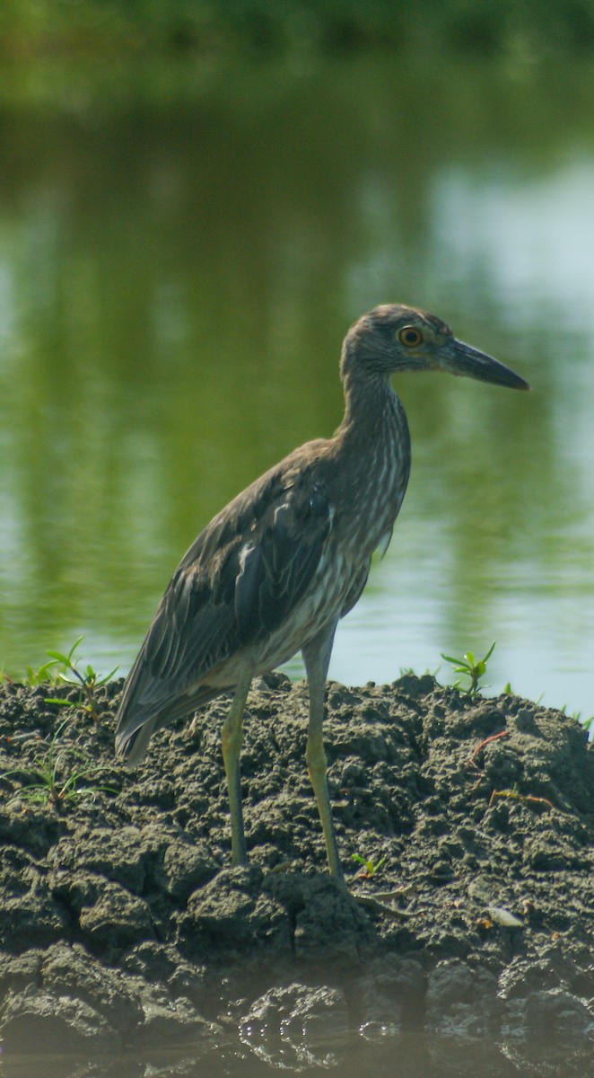 Yellow-crowned Night Heron - ML466861711