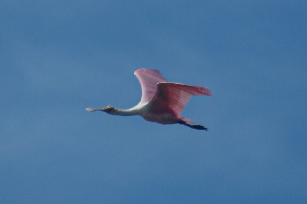 Roseate Spoonbill - ML466861791