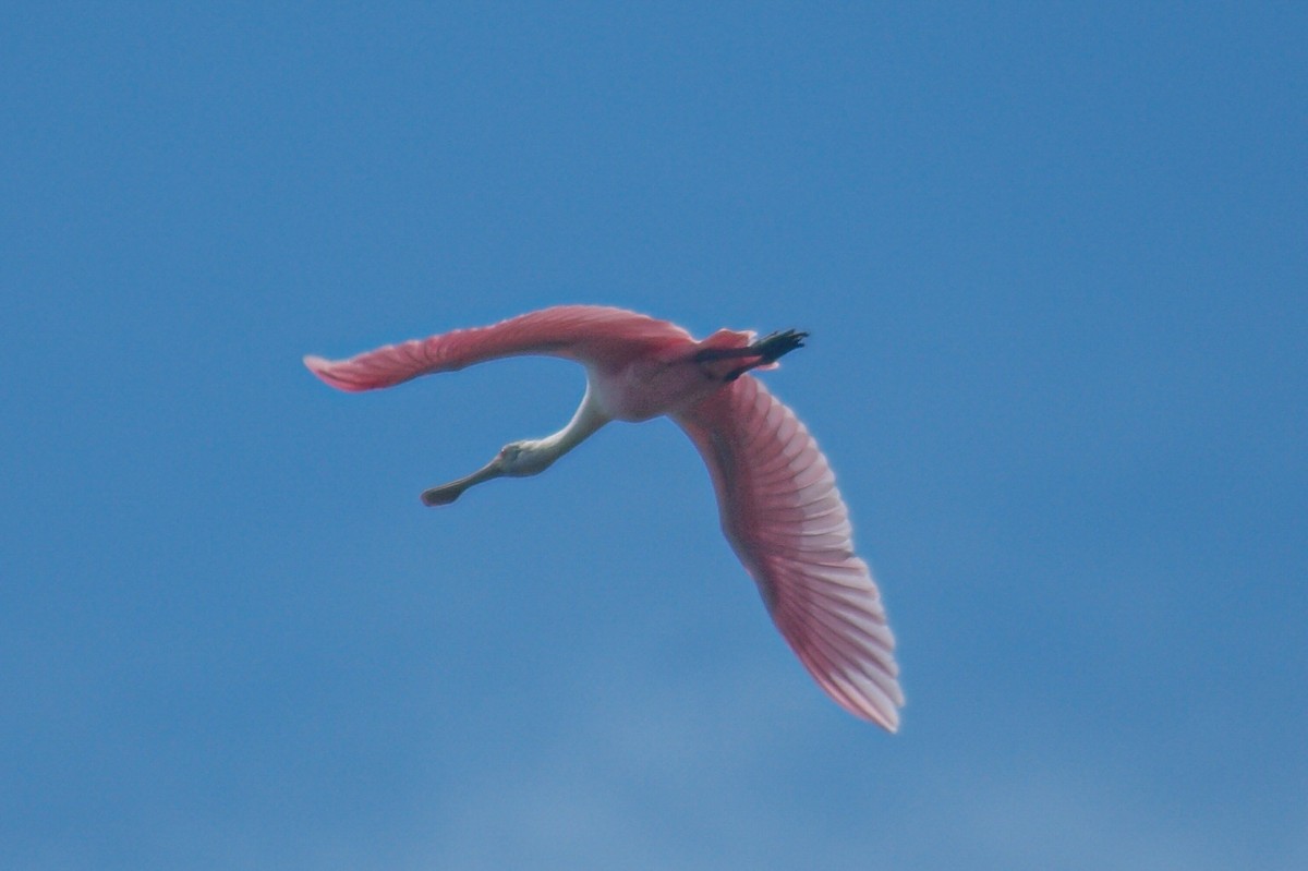 Roseate Spoonbill - ML466861801