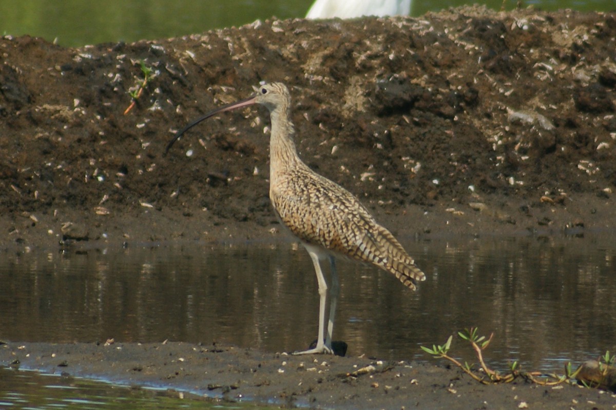 Long-billed Curlew - ML466861821
