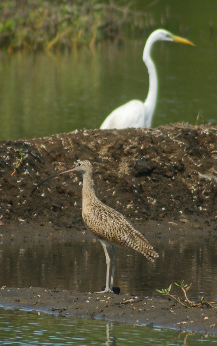 Long-billed Curlew - ML466861831
