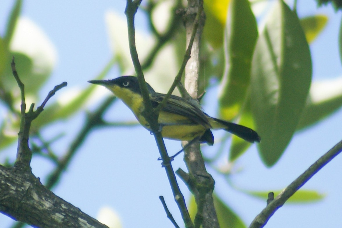 Common Tody-Flycatcher - ML466861981