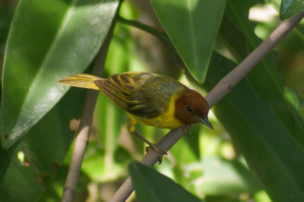 Yellow Warbler (Mangrove) - ML466862021