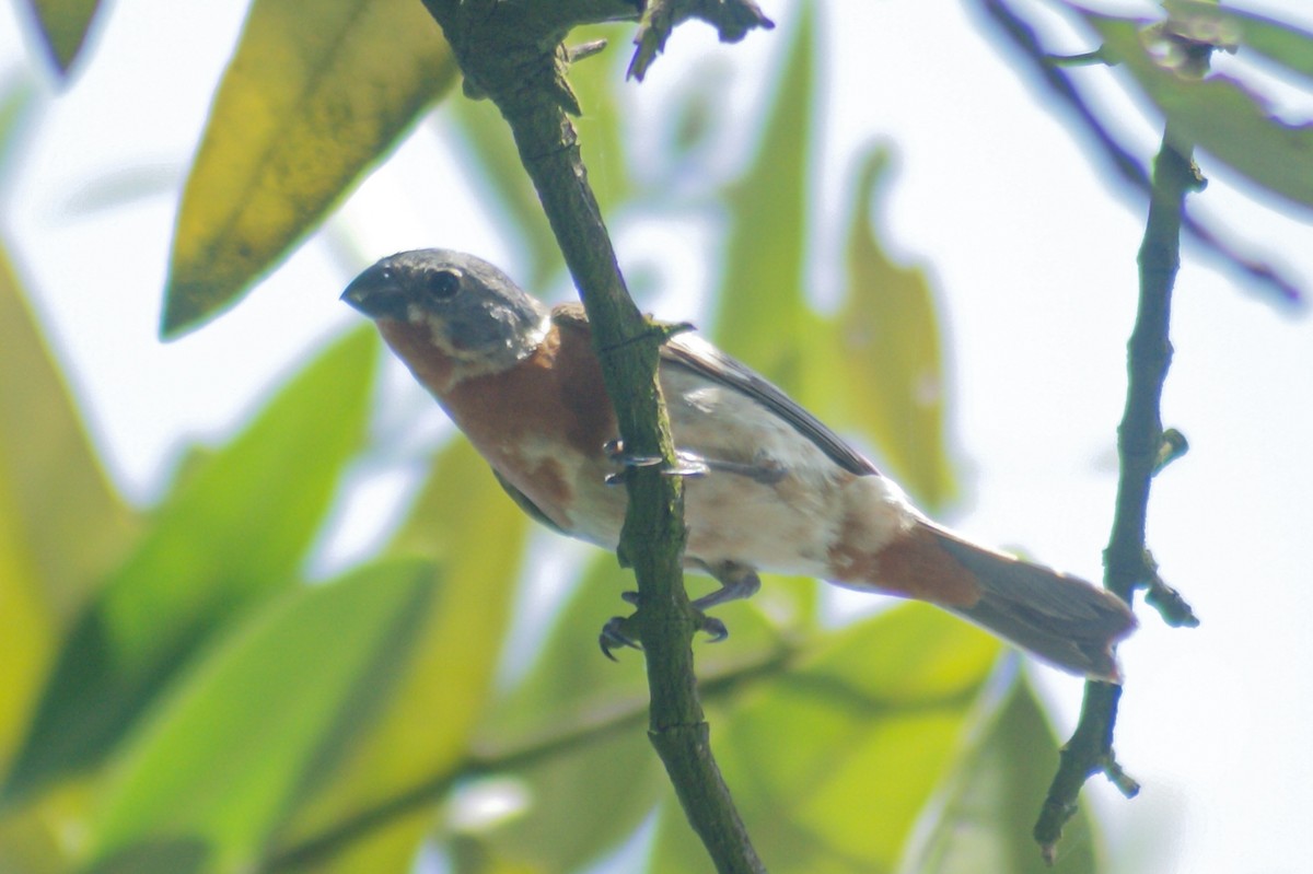 Ruddy-breasted Seedeater - ML466862381