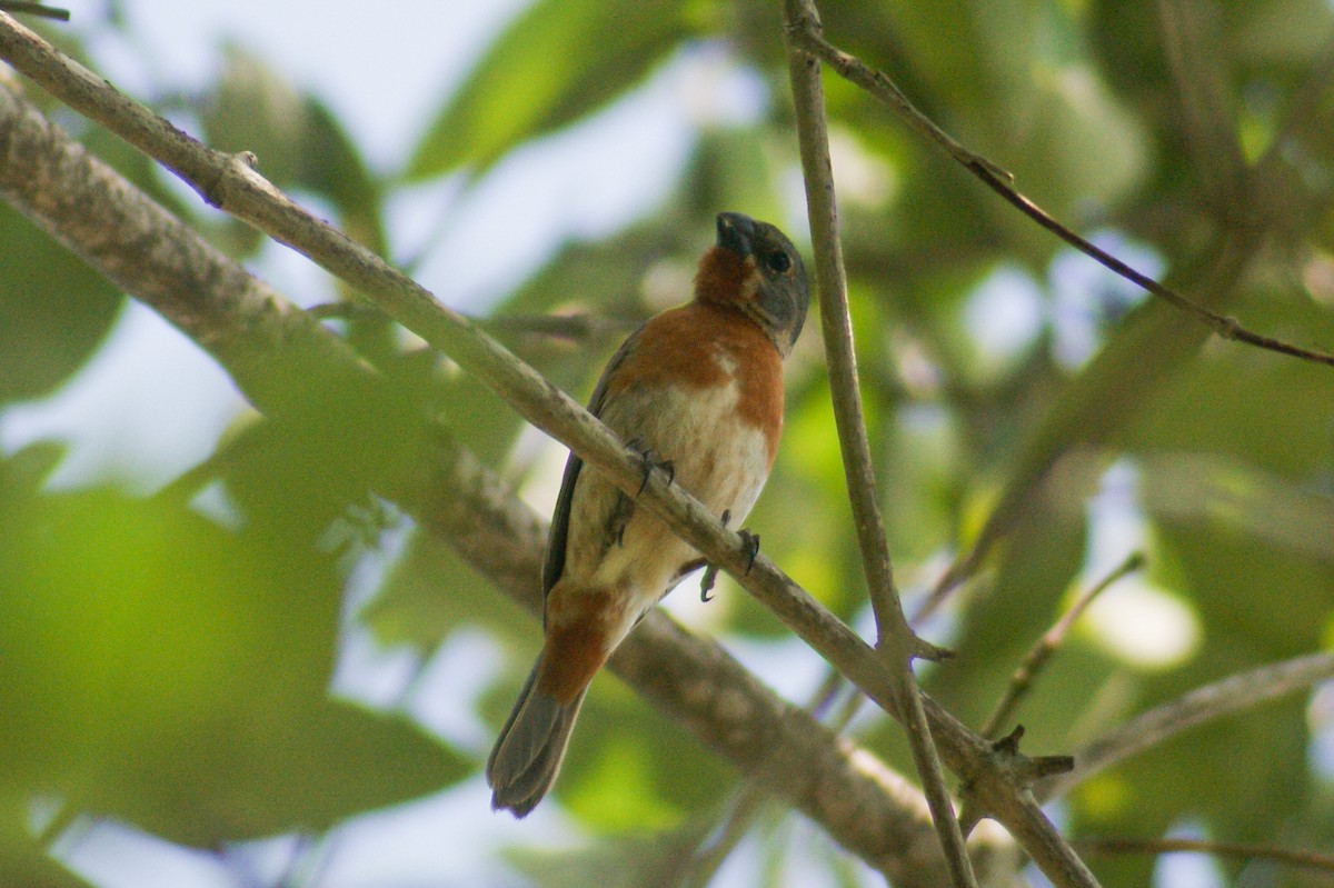 Ruddy-breasted Seedeater - ML466862411