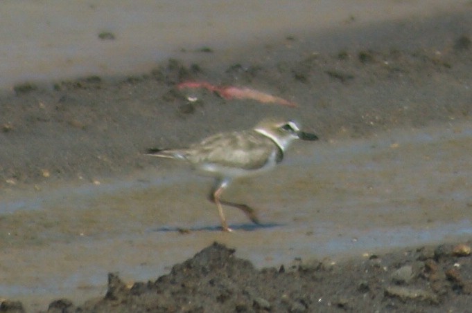 Wilson's Plover - ML466862551