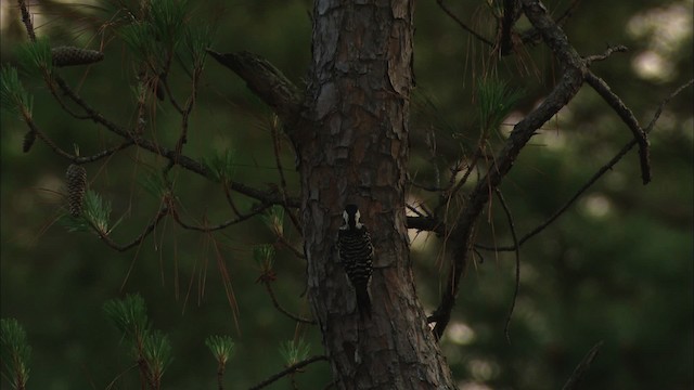 Red-cockaded Woodpecker - ML466863