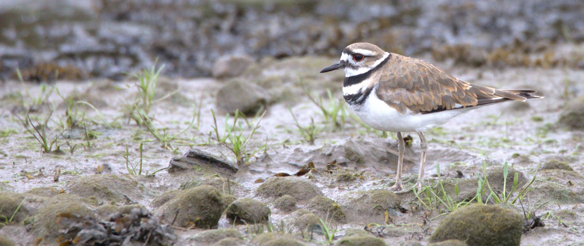 Killdeer - ML466863041