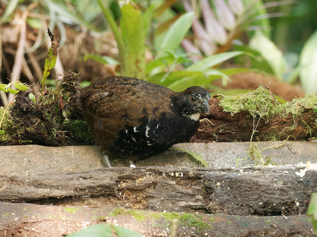 Black-breasted Wood-Quail - ML466863731