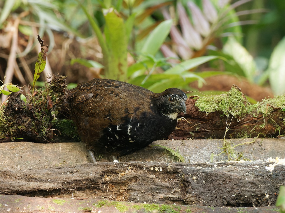 Black-breasted Wood-Quail - ML466863771