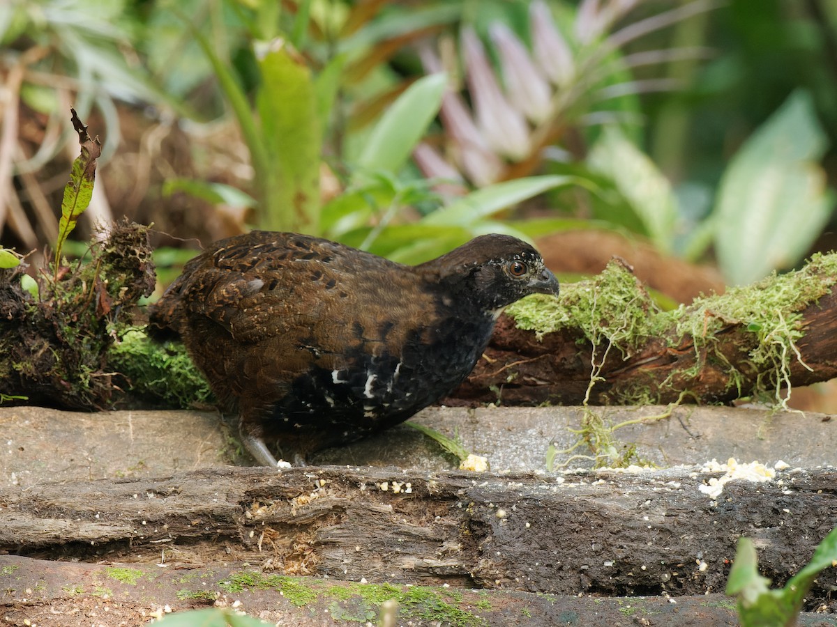 Black-breasted Wood-Quail - ML466863781