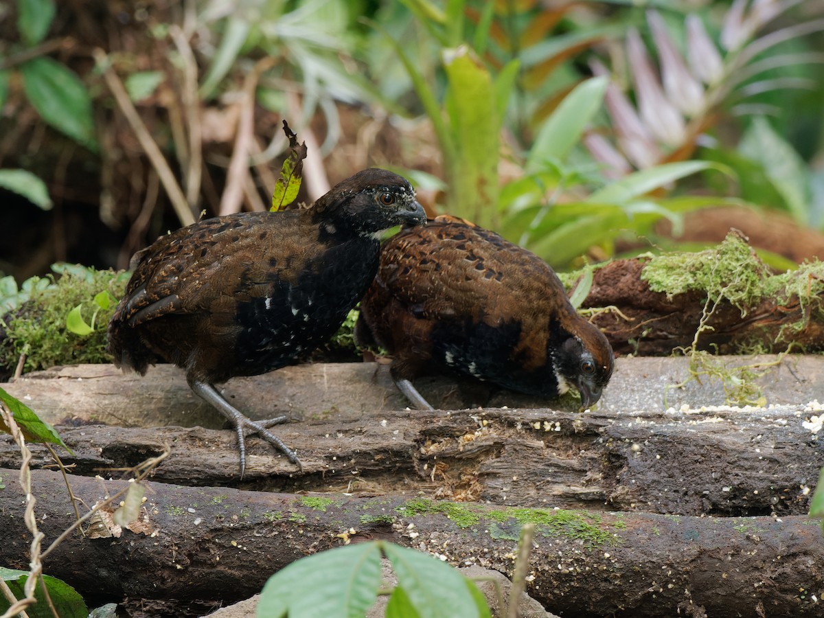 Black-breasted Wood-Quail - ML466863801