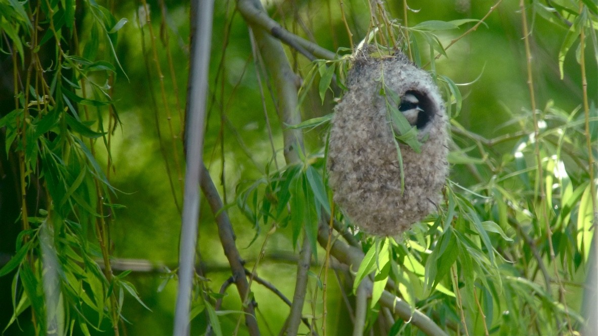 Eurasian Penduline-Tit - ML466864081