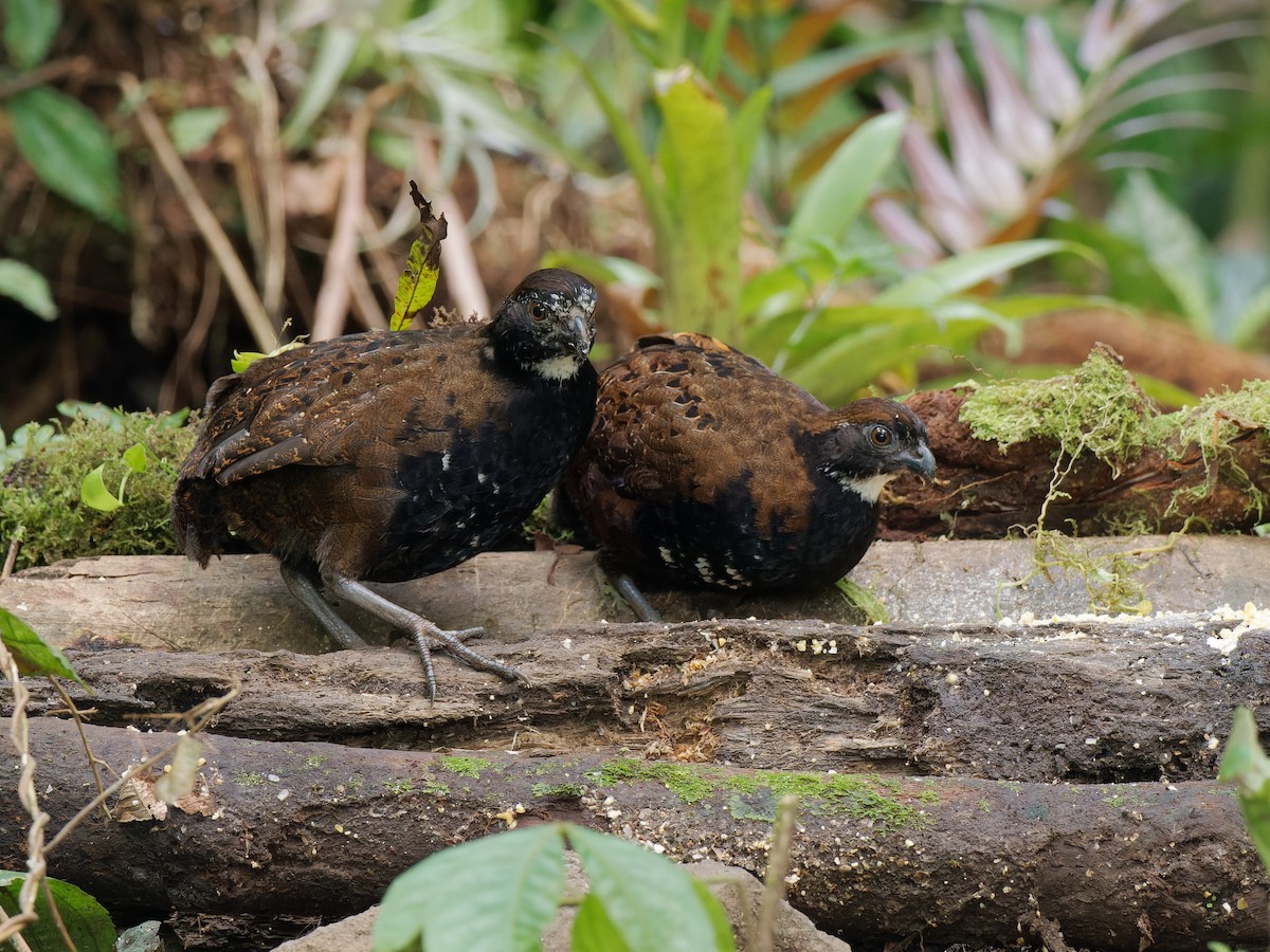 Black-breasted Wood-Quail - ML466864311