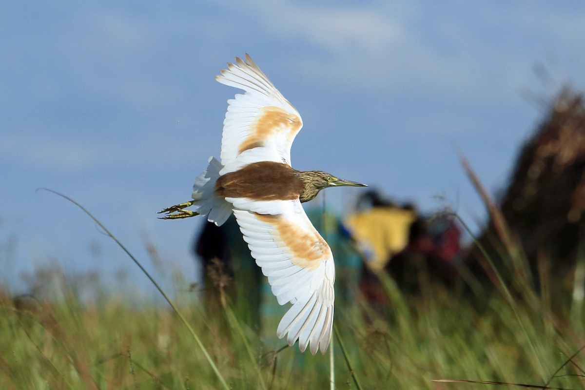 Squacco Heron - ML46686481