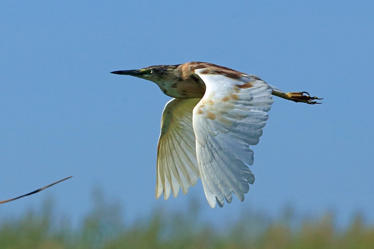 Squacco Heron - ML46686491