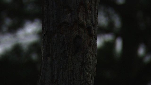 Red-cockaded Woodpecker - ML466865