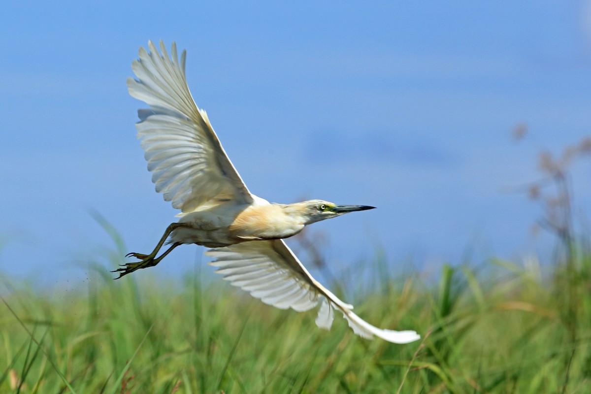 Squacco Heron - ML46686511