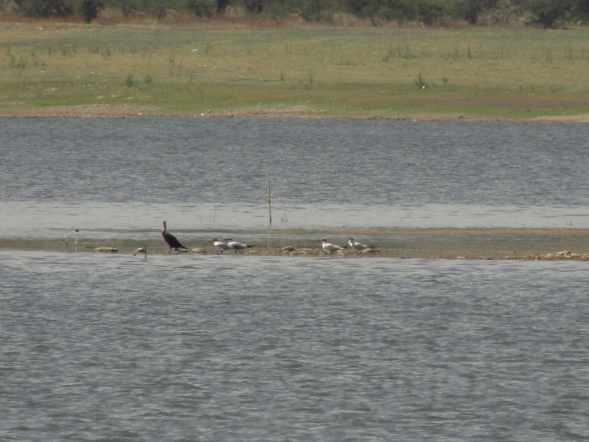 Caspian Tern - ML466867571