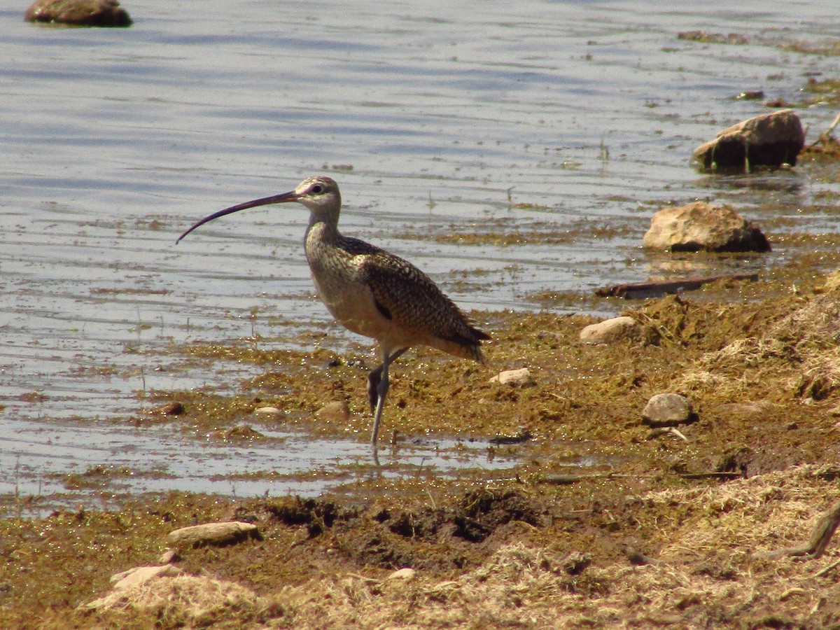 Long-billed Curlew - ML466867591